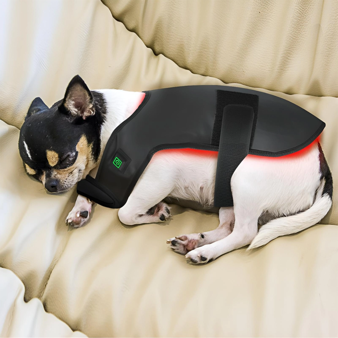 PawCare Infrared Light Therapy Coat for Pets – Optimal Health for Dogs and Cats